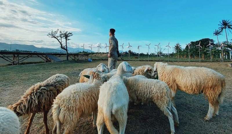 Đồng Cừu Suối Nghệ là địa điểm hấp dẫn trên con đường ra Vũng Tàu